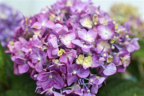 How To Grow And Care For Bloomstruck Hydrangea Plants