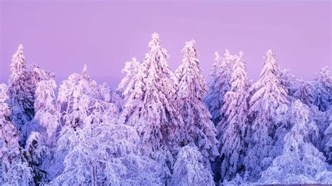 M Spec Lesbian Bi Lesbian Pan Lesbian Poly Lesbian Omni Lesbian Lesboy Bi Lesbian