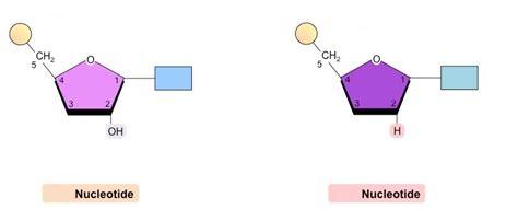 Rna Nucleotide Diagram