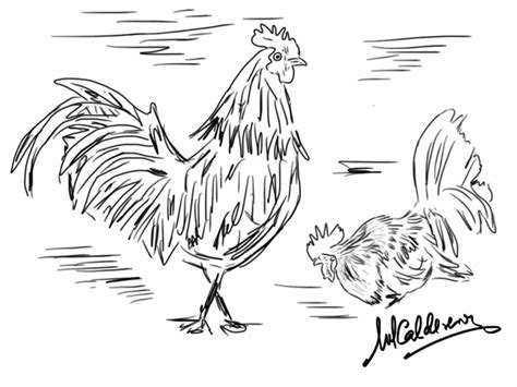 Dibujos Gallos De Pelea Imagui