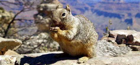 Learn About Famous Grand Canyon Animals And Wildlife