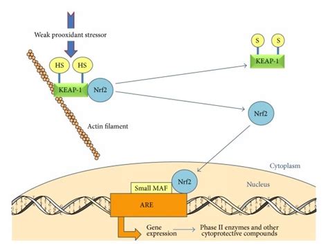 The mechanism by which Nrf2 activation increases the expression of ... 