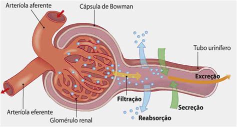 O que é glomérulo renal e o que é filtrado glomerular Planeta Biologia