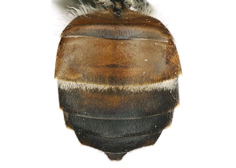 apis florea exotic bee id
