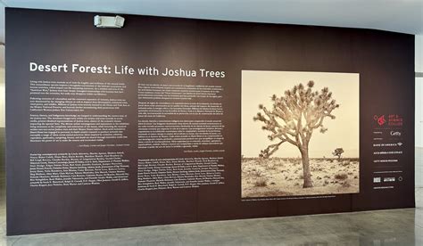 demise  joshua trees feared     century  turned