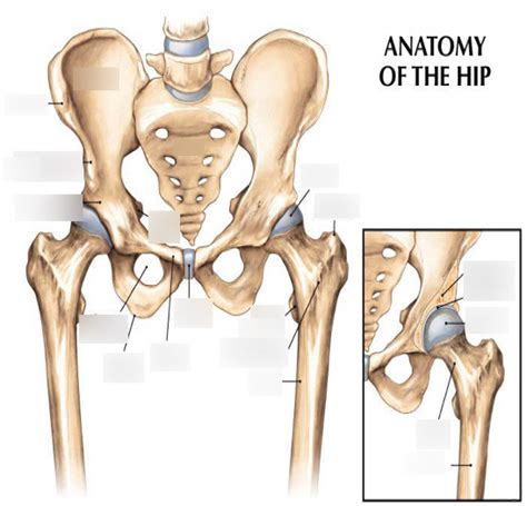 The Hip Joint Diagram Quizlet