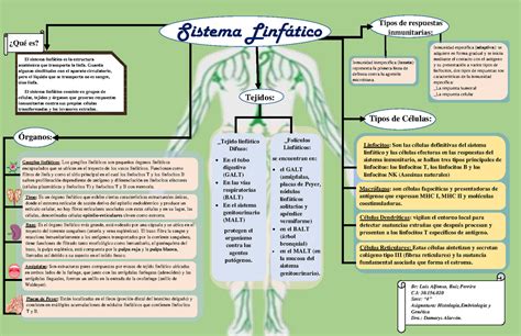 Sistema Linfatico Humano Mapa Conceptual Demi Mapa Porn Sex Picture