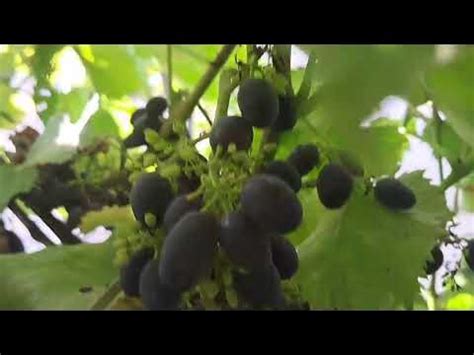 Виноград Юпітер - YouTube