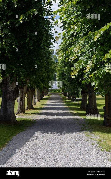 A Tree Lined Gravel Pathway With Lush Green Foliage Extending Into The