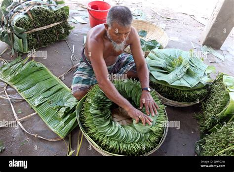 Shows A Paan Betel Leaf Market Farmers Process Paan Betel Leaf