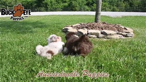 Adorable Aussiedoodle Puppies Youtube