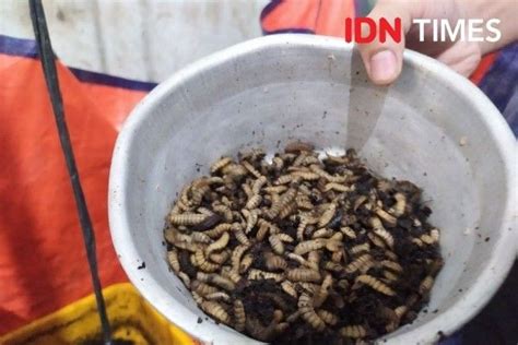 Budi Daya Maggot Menjanjikan Mataram Target Pad Rp360 Juta