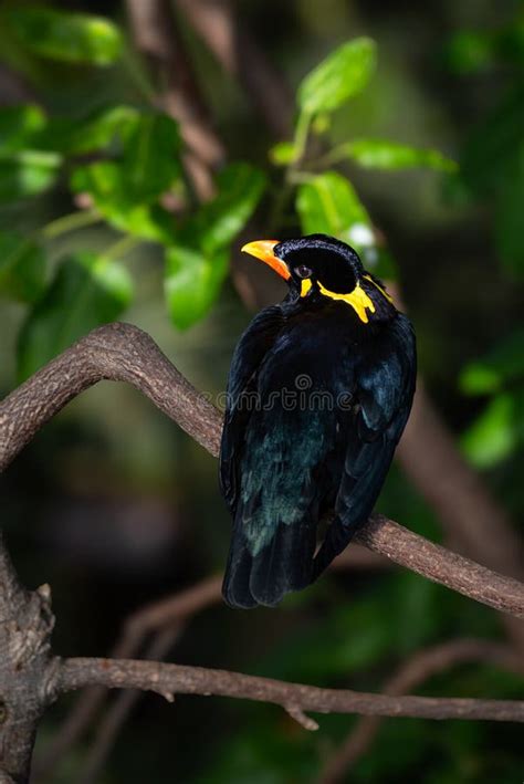 Hill Mynah Gracula Religiosa Intermedia Bird Perched On A Tree Exotic