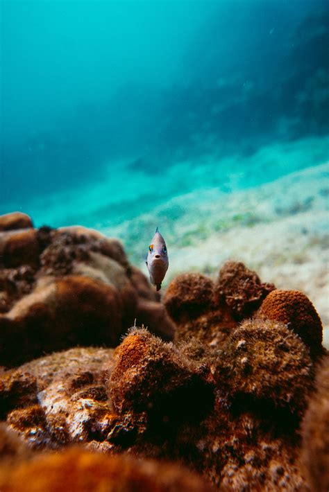 Landing biodiversity 2025 | Corona Island