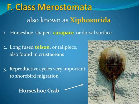 Ppt Phylum Arthropoda Powerpoint Presentation Id 1756180