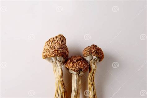 Micro Dosing Concept Dry Psilocybin Mushrooms On White Background