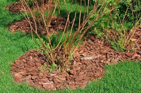 Сосновая кора: крупная и мелкая, применение для цветов, грунта