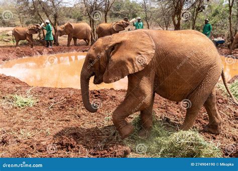 Baby Elephants Feed On Grass At The Sheldrick Wildlife Trust That