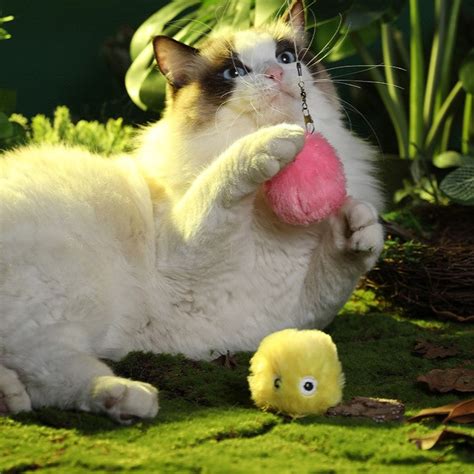 Chirping Ball (3-in-1) – CuddlesMeow