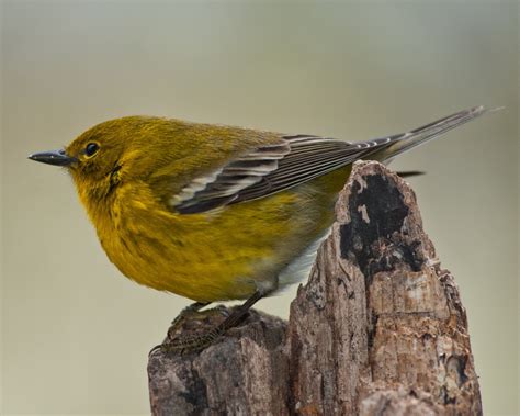 Free Images Nature Wing Wildlife Beak Yellow Robin Fauna