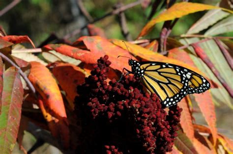 Free picture: monarch butterfly, fall, foliage