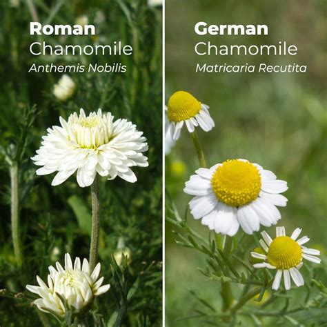 Roman Chamomile