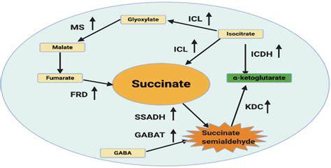 Alpha Ketoglutarate To Succinyl Coa