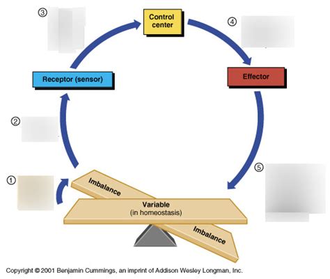 Homeostasis Chart 1 5 Diagram Quizlet