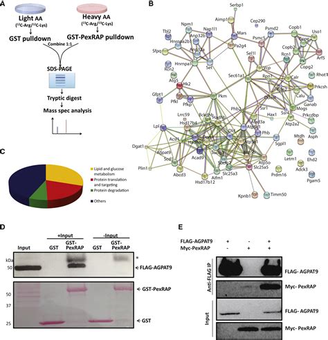 PexRAP Inhibits PRDM16 Mediated Thermogenic Gene Expression Cell Reports