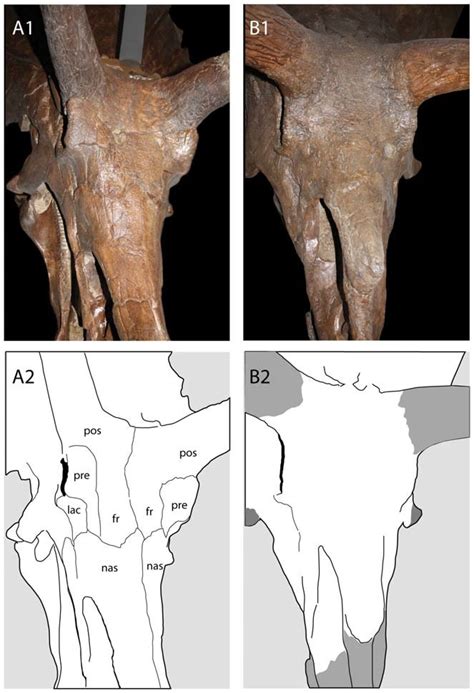 Fusion Of The Skull Roof In Chasmosaurinae A Triceratops Prorsus YPM