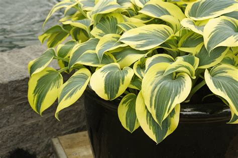 Hosta Ben Vernooy De Vroomen Garden Products Professional