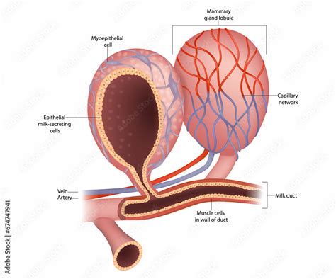 Mammary Gland Lobule And Anatomy Of The Breast Epithelial Milk