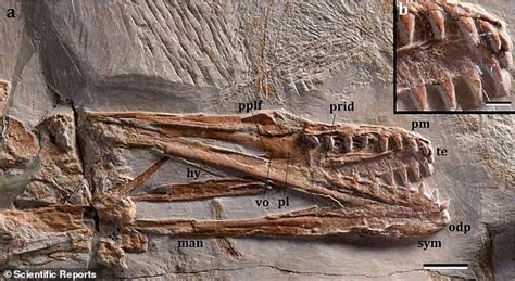 Researchers Discover New Species Of Pterosaur That Ate Crustaceans