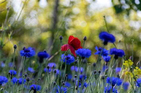 Opium Bunga Jagung Padang Rumput Foto Gratis Di Pixabay Pixabay