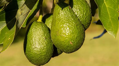 L Avocatier Pourquoi En Planter Un Et Comment L Entretenir Tout