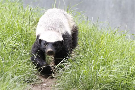 trololo blogg: Wallpaper Honey Badger