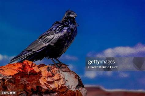 449 Raven Snow Stock Photos High Res Pictures And Images Getty Images