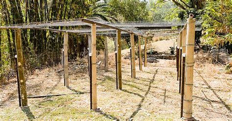 Temporary Bamboo Trellis For Shade And Edibles Imgur