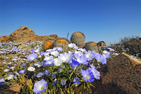 Desert Flowers Wallpapers 4k Hd Desert Flowers Backgrounds On