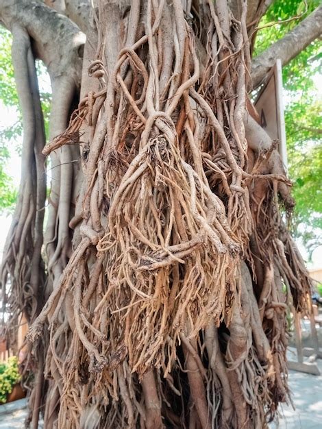 Premium Photo Closeup Growing Brown External Roots On Tree Trunk