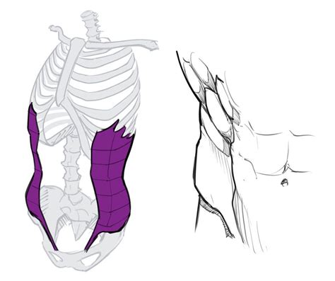 How To Draw The Torso Front View Artofit