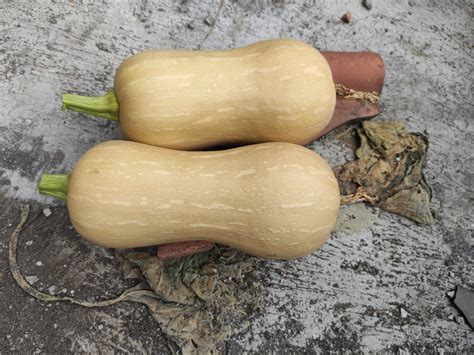 resep puding labu madu santan jelajah mia blogging