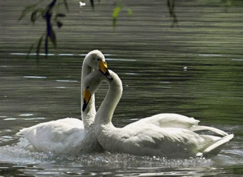Предпросмотр схемы вышивки «Пара лебедей» (№2304014) - Вышивка крестом