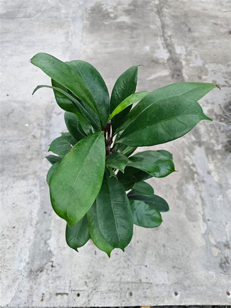 Ficus Cyathistipula L