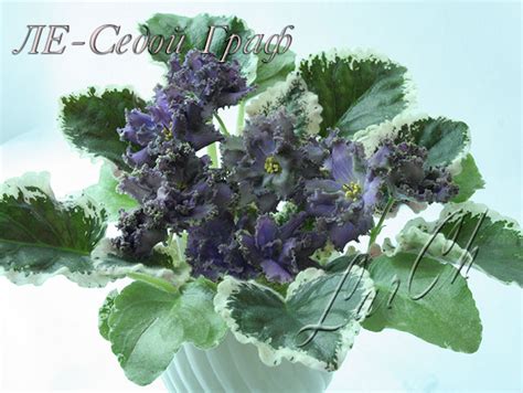 Фиалка ЛЕ-Седой Граф