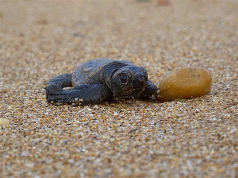 Turtles Hatching Bundaberg How To See Baby Turtles And What To Expect