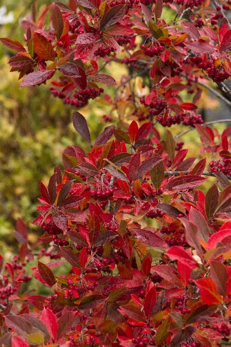 Brilliant Red Chokeberry