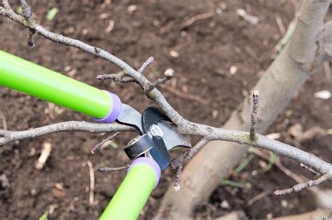 how to pruning apple tree 7