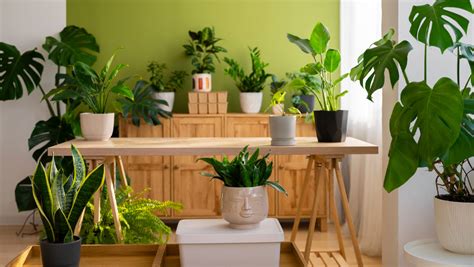 Les meilleures plantes d intérieur pour purifier l air et favoriser la