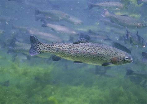 フリー写真画像: 虹、マス、魚、水中、サケ、得られたニジマス